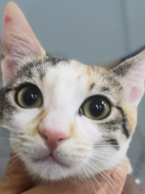 Sophia (adopted name Nami)