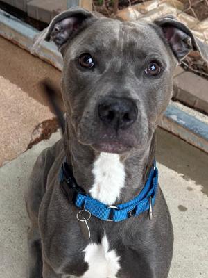 Jasper 22248