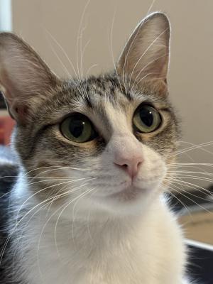 Mochi