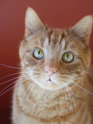 Mr. Bo Jangles