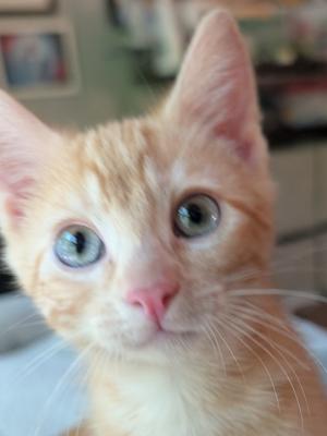 Cheddar