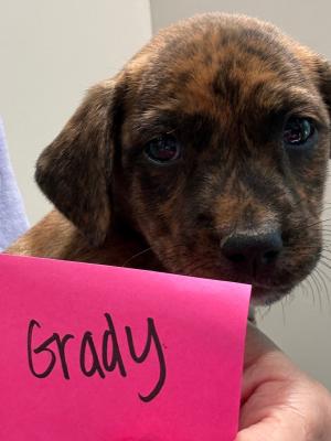 Grady 22413