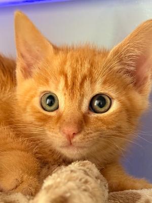 Gideon