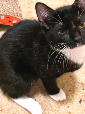 Octavia