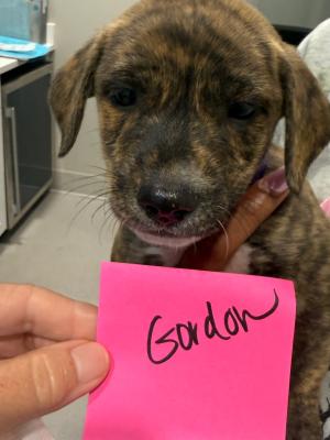 Gordon 22412