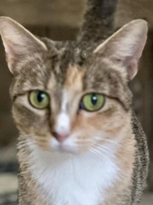 Miss Bonnie