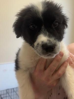 Onyx 21779 Onyx 21779