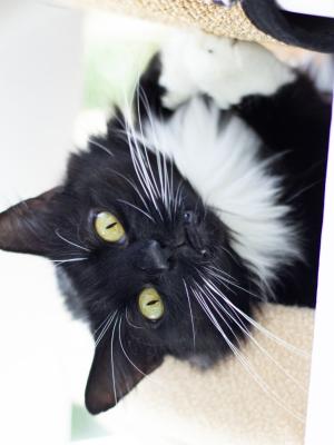 Tuxy