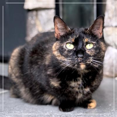 Paloma
