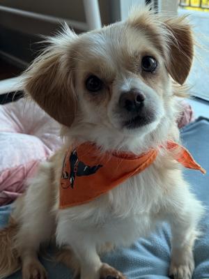 Evie 22784