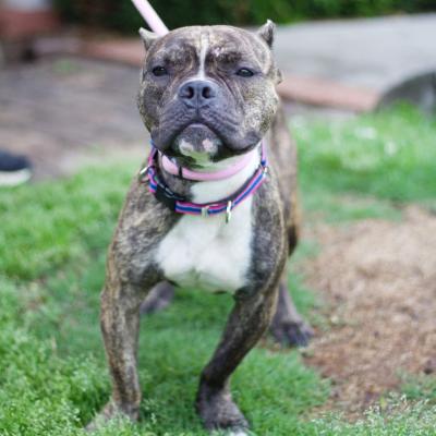 Daisey 21330