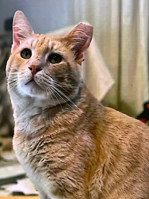 Garfield 2