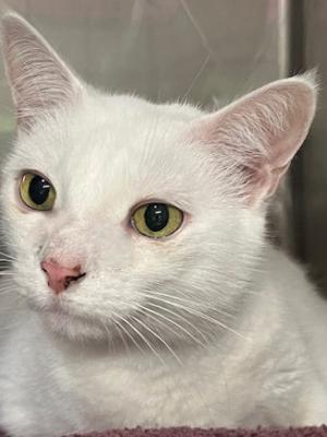 Ollie (fka Angel Boy)
