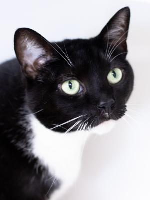 Gigi