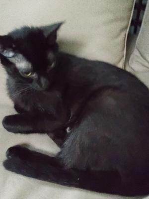 Sheeba Girl