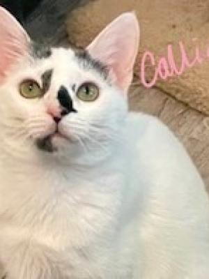 Callie