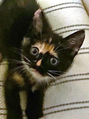 Mocha