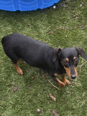 Gracie 22299
