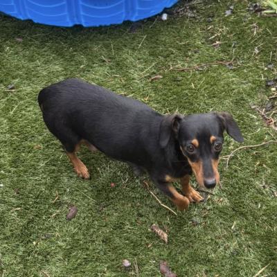 Gracie 22299