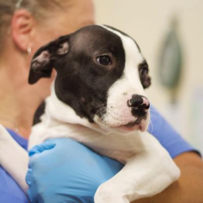 Scrappy-Doo 21543