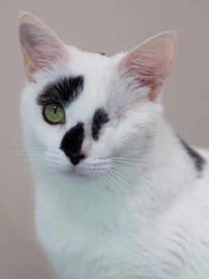 Dottie