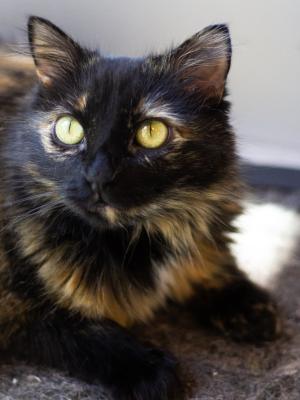 Babette