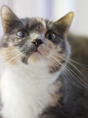 Mitzie