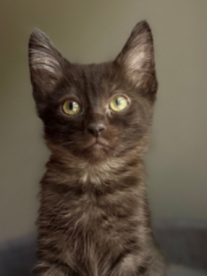 Luna 3