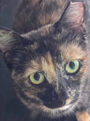 Mona