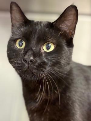 Kingston (Rinky Dink)