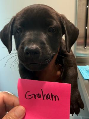 Graham 22408