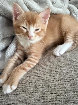 Rio aka Ollie