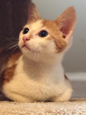 Peaches