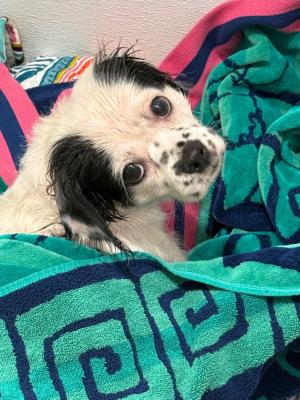 Pretty 22844