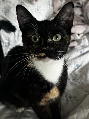 Juni