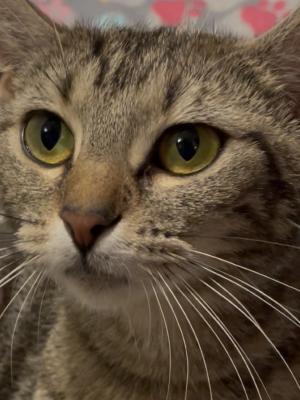 Willow