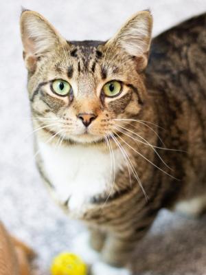 Tommy the Tabby