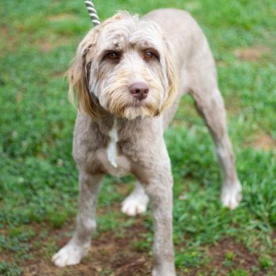 Daisy 22277