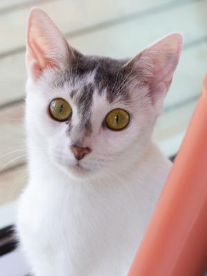 Strawberry Shortcake