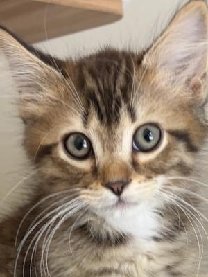 Elliot