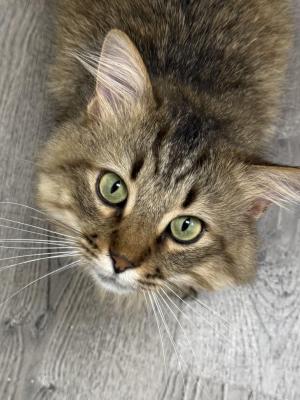 Merlin 2