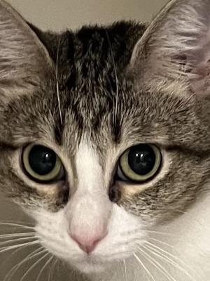 Mochi