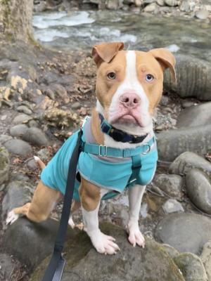 Odie 21407 Odie 21407