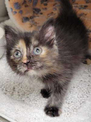 Kiki