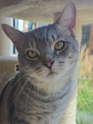 Mylo