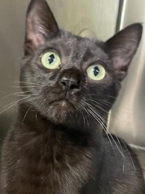 Sriracha 2 (Siracha)