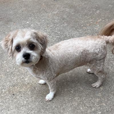 Penelope Lou 22077