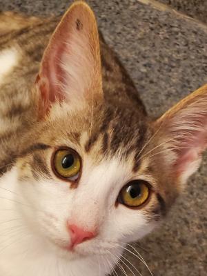 Otis