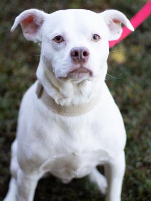 Chulo 21769 Chulo 21769