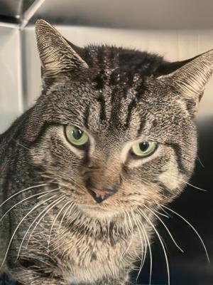 Mr. Whiskers